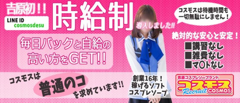 コスモスの求人
