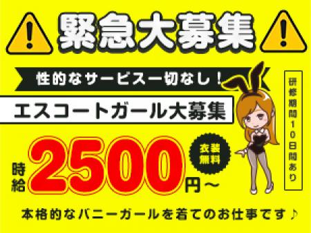 時給2500円！エスコートバニーガール募集！